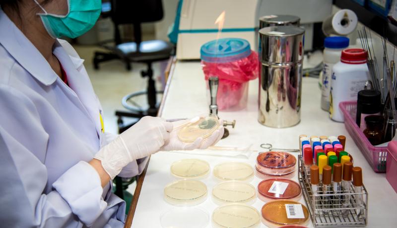A photo of a scientist working on bacteria cultures.