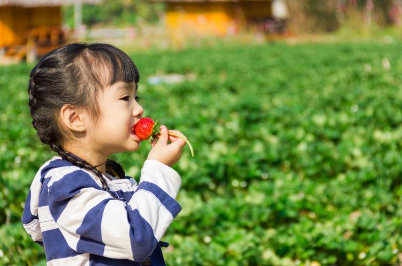 A close-up photo of a little girl eating a strawberry on a strawberry field.